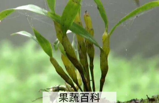 金钗石斛的美容功效与作用