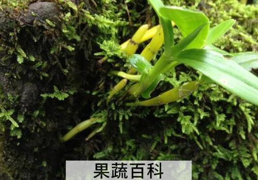 金钗石斛的美容功效与作用