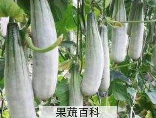 羊角蜜甜瓜种植方法