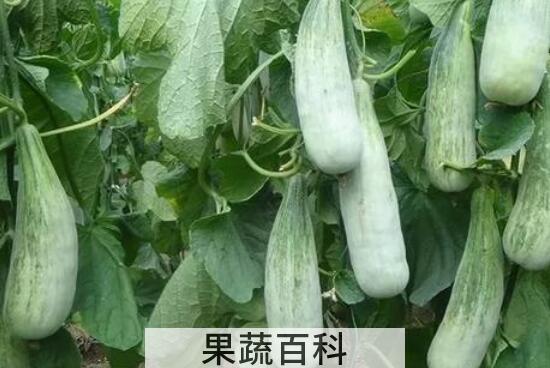 羊角蜜甜瓜种植方法