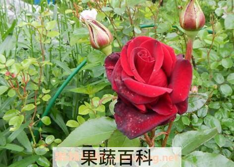 野玫瑰的功效与作用