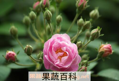 野玫瑰的功效与作用