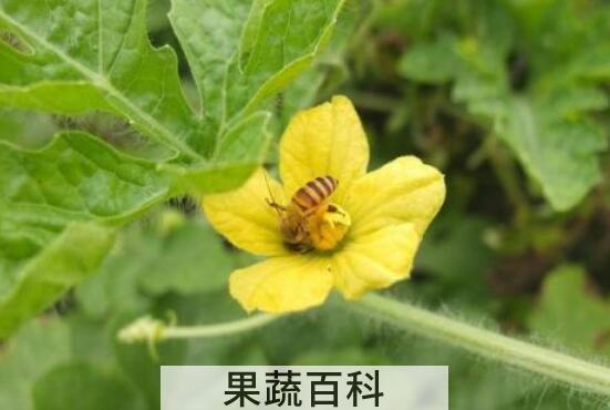 西瓜花的功效与作用 西瓜花的禁忌