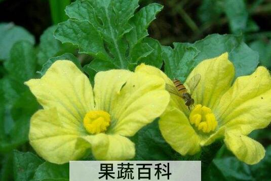 西瓜花的功效与作用 西瓜花的禁忌