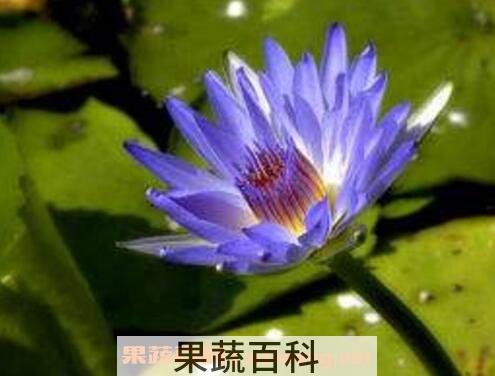 如何养殖块状睡莲