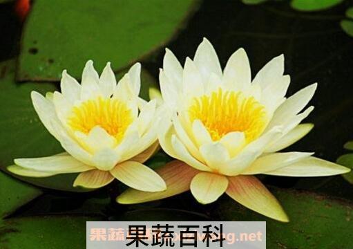 睡莲的种植方法 睡莲怎么养殖的方法