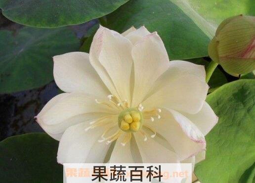 碗莲发芽后怎么养 碗莲入土方法图解