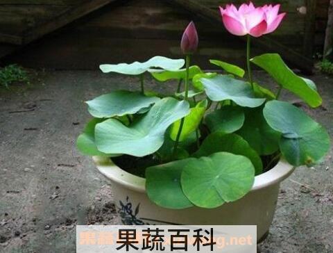 碗莲发芽后怎么养 碗莲入土方法图解