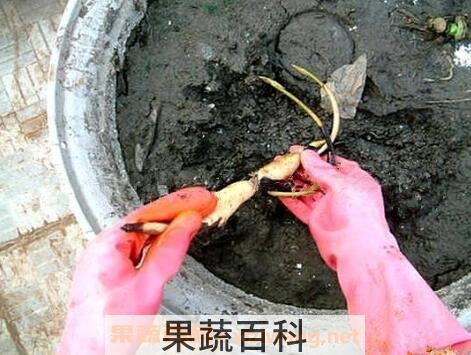 碗莲藕根的种植方法