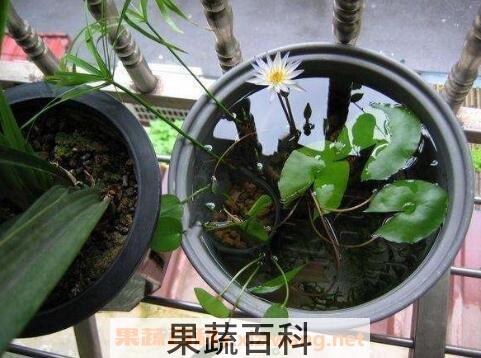 碗莲藕根的种植方法