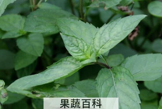 十香菜的功效与作用及禁忌