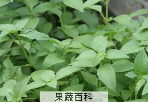 十香菜的功效与作用及禁忌