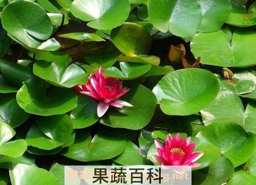 盆栽睡莲的养殖方法