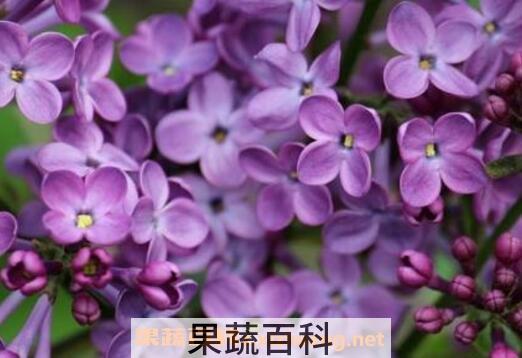 丁香花种子种植方法
