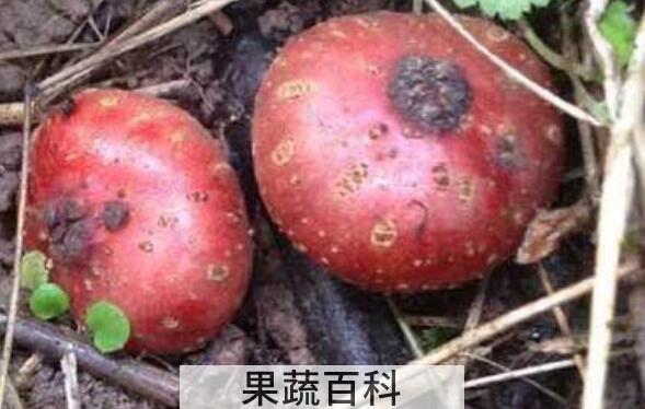 吃野红薯的作用与功效