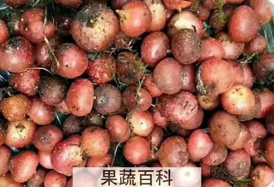 吃野红薯的作用与功效