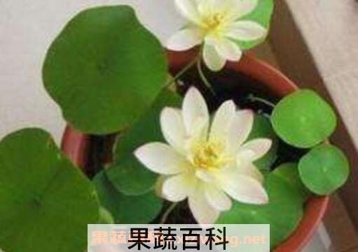 碗莲的种植方法和技巧