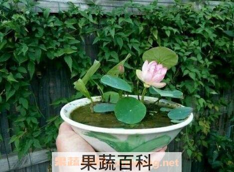碗莲的种植方法和技巧