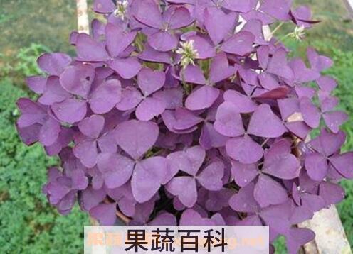 紫叶酢浆草的功效与作用