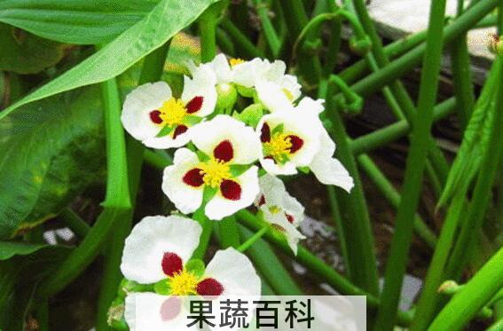 慈菇怎么吃 慈菇的食用方法大全