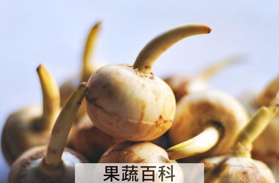 慈菇怎么吃 慈菇的食用方法大全