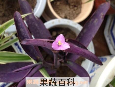 紫鸭趾草的功效与作用