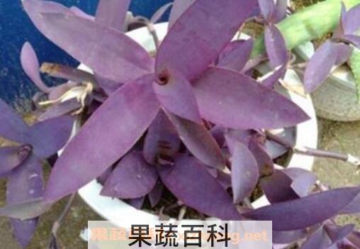 紫鸭趾草的功效与作用