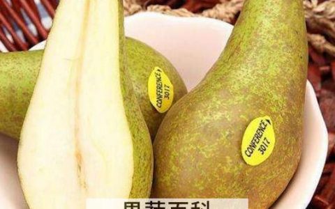 啤梨怎么吃 啤梨的食用方法