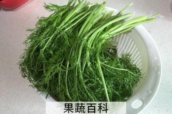 小茴香菜怎么做好吃 小茴香菜的家常做法教程