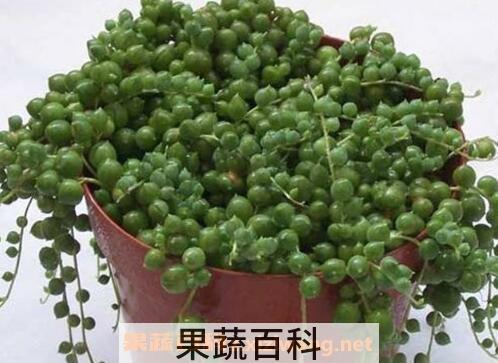 珍珠吊兰的养殖方法和注意事项