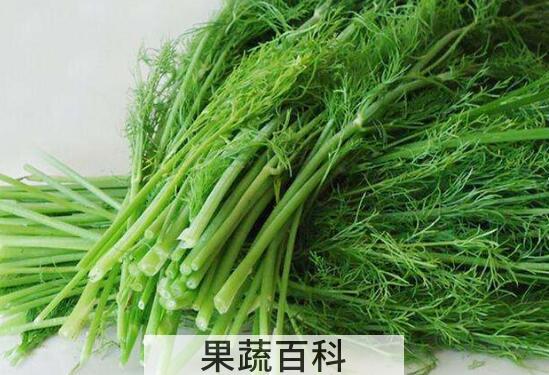 哪些人不适合吃茴香菜 吃茴香菜的副作用与禁忌