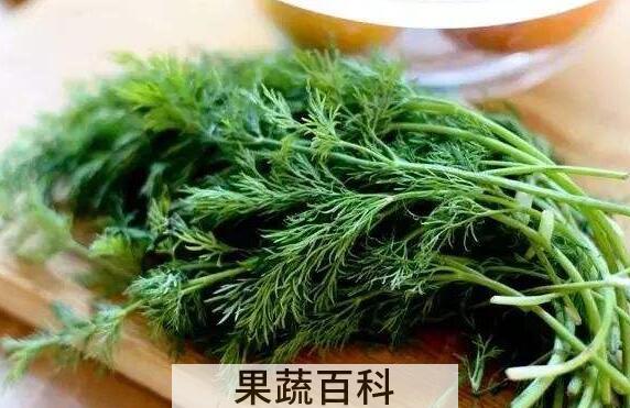 哪些人不适合吃茴香菜 吃茴香菜的副作用与禁忌