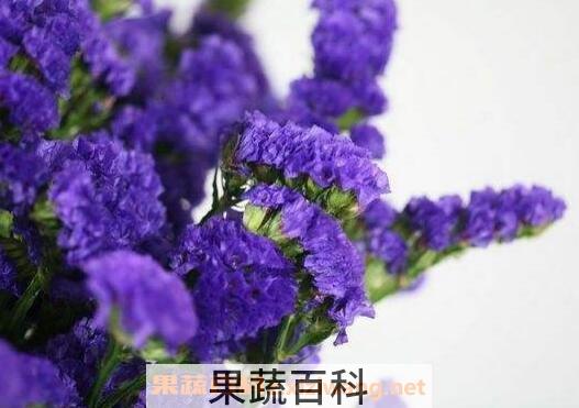 勿忘我的功效与禁忌
