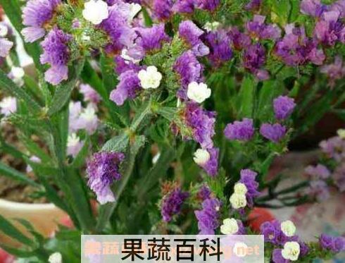 勿忘我的功效与禁忌