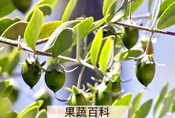 荷荷巴油的功效与作用及使用禁忌