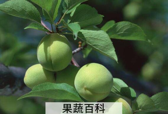 青梅精的功效与作用