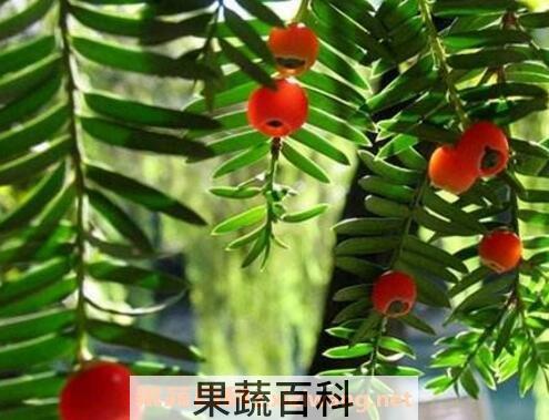 红豆杉的养殖方法
