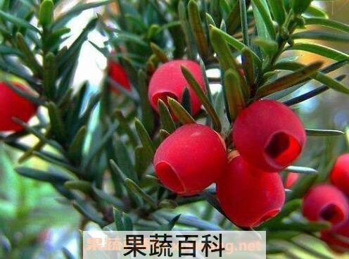 红豆杉移栽后注意事项