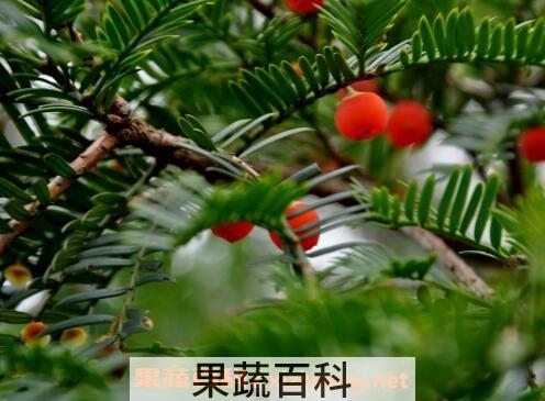 红豆杉移栽后注意事项