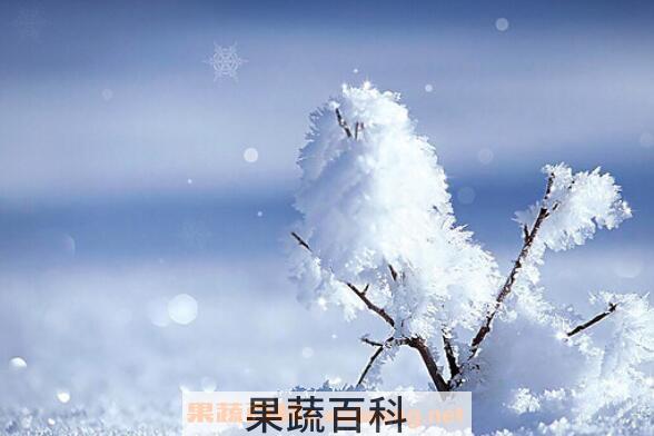 雪的功效与作用
