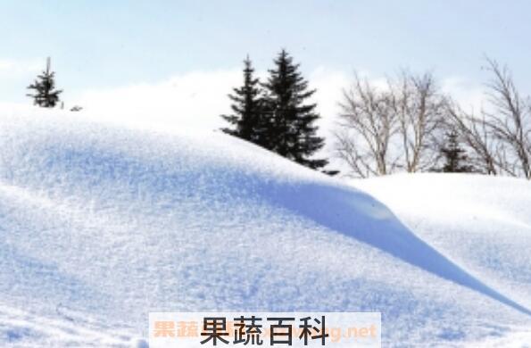 雪的功效与作用
