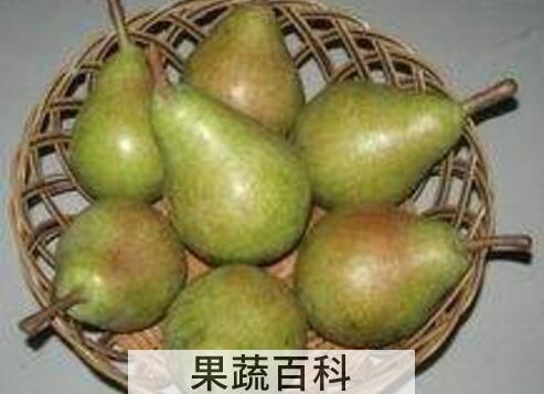 茄梨的功效和作用