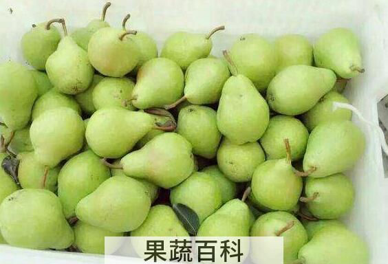 茄梨的功效和作用