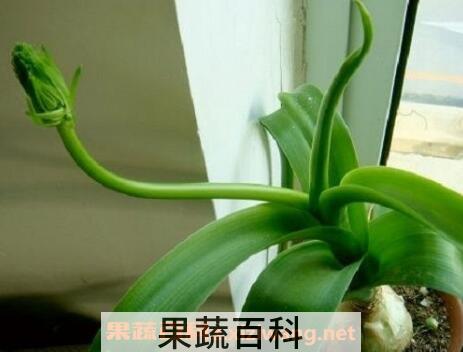 虎眼万年青的药用功效