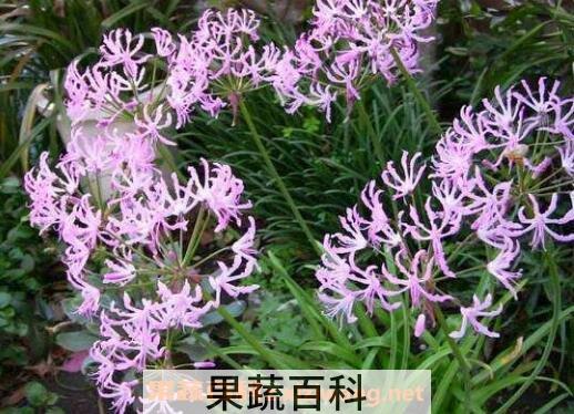娜丽花的养殖方法和养殖注意事项