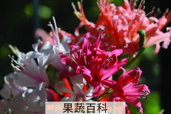 娜丽花的养殖方法和养殖注意事项