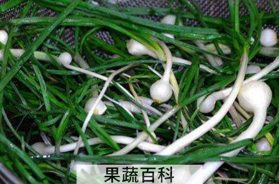 薤白怎么做好吃 薤白的最佳吃法