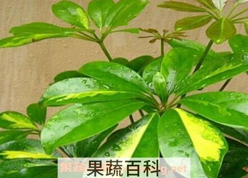 鸭掌木扦插步骤图解 鸭掌木的繁殖方式