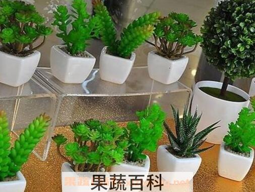 怎么用啤酒浇花 啤酒浇花的正确方法