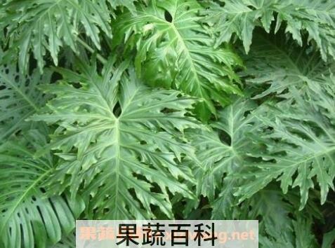 春羽的养殖方法和注意事项